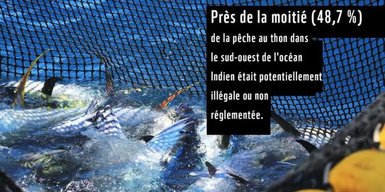 Océan Indien : Près de la moitié de la pêche thonière potentiellement illégale ou non règlementée
