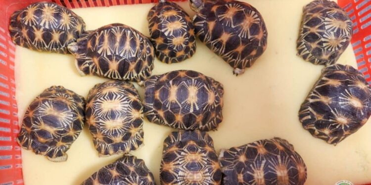 TRAFIC – 59 tortues saisies par la douane à l&rsquo; aéroport d&rsquo;Ivato