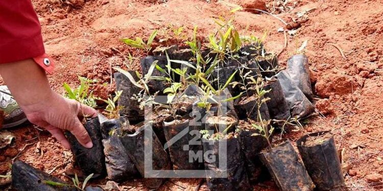 REFORESTATION – 90% des objectifs de reboisement fixés de 2023 déjà atteints selon le ministère de l&rsquo;environnement et du développement durable