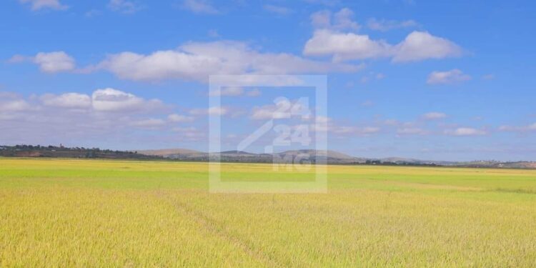 CONSOMMATION – L’amélioration de la productivité rizicole réduit le recours à l’importation du riz