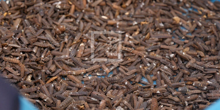 ELEVAGE – La filière insectes à Madagascar se structure et organise son premier Forum des insectes pour l’alimentation humaine et animale
