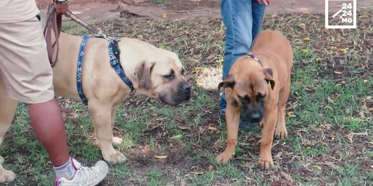 CYNOPHILIE – A la découverte des Boerboel de Madagascar