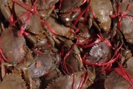 PRODUITS HALIEUTIQUES – L’exploitation des crabes de mangroves fermée depuis lundi, les exportations de ce produit à effectuer impérativement avant le 31 octobre