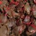 PRODUITS HALIEUTIQUES – L’exploitation des crabes de mangroves fermée depuis lundi, les exportations de ce produit à effectuer impérativement avant le 31 octobre