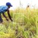 AGRICULTURE – Madagascar table sur une hausse de plus de 8% de sa production rizicole cette année