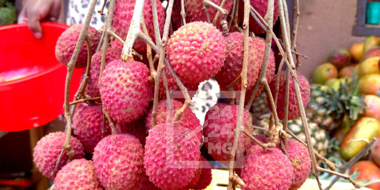 COMMERCE – Le prix de vente minimum du litchi aux exportateurs fixé à 1 300 ariary le kilo dans l’Atsinanana et l’Analanjirofo