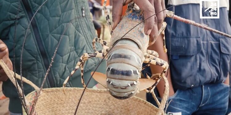 ECONOMIE BLEUE – Pour une amélioration de l’environnement de travail de pêcheurs de langoustes dans l’Anosy grâce au projet Eco-langouste Sud