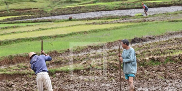 Le secteur du commerce et le secteur agricole priorisés par les banques dans leur octroi de crédits