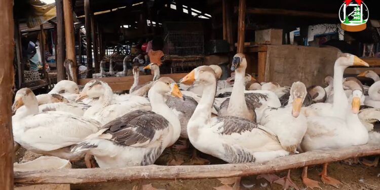 FESTIVITES – Le prix de la volaille entre 15 000 ariary et 150 000 ariary au marché de la Petite vitesse, à moins d’une semaine de Noël