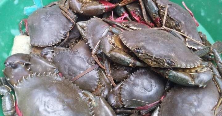 PÊCHE – 2,791 milliards d’ariary de redevances pour la filière crabe en 2023 selon le ministère de la Pêche et de l’économie bleue