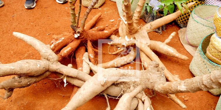Madagascar vise une production d’environ 7 millions de tonnes de manioc d’ici 2027