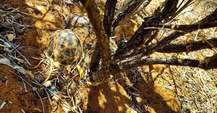 TRAFIC – 20 tortues interceptées à Lazarivo-Fotadrevo dans l’Atsimo Andrefana