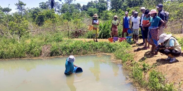 PISCICULTURE – 6 000 alevins distribués à 19 pisciculteurs dans la commune d’Ankarana Farafangana