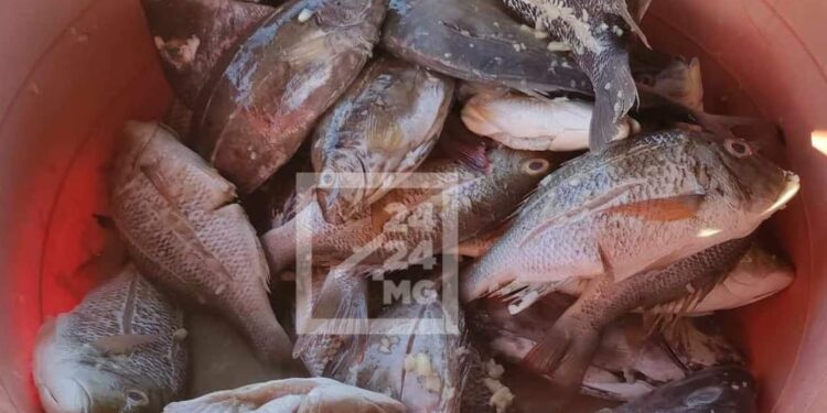 La consommation de poissons autour de cinq kilos par personne par an pour Madagascar