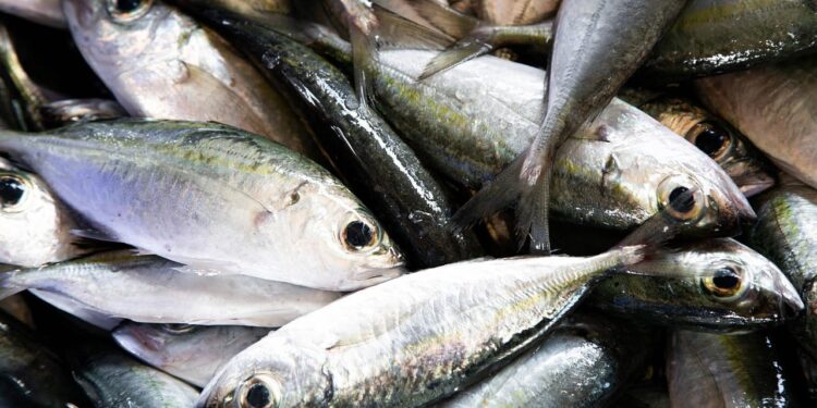 PÊCHE INDUSTRIELLE AUX THONS – 19 licences de pêches délivrées à des navires de l’Union Européenne pour la campagne 2024