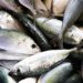 PÊCHE INDUSTRIELLE AUX THONS – 19 licences de pêches délivrées à des navires de l’Union Européenne pour la campagne 2024