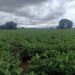 AGRICULTURE – La région Androy s&rsquo;attend à de meilleures récoltes cette année