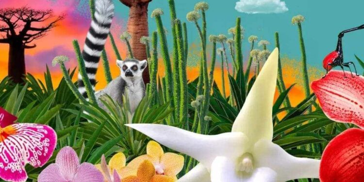 BOTANIQUE – Madagascar au centre de l&rsquo;Orchids Festival 2024