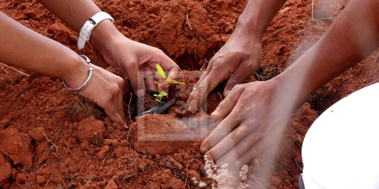 TANAMASOANDRO – Mise en place d&rsquo;un fleuve vert pour marquer le lancement officiel de la campagne de reboisement