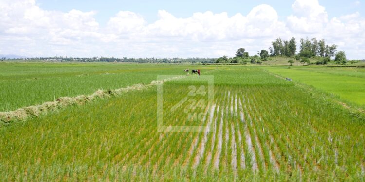 AGRICULTURE – Des usines de production d&rsquo;engrais à mettre en place en six mois dans les régions productrices de riz