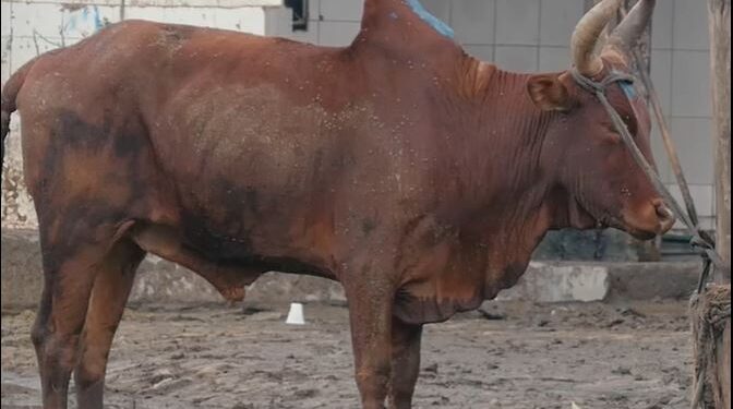 DR FRANCE RANAIVOSOLOFO : « L’inspection des animaux à abattre doit être effectuée par des professionnels formés »