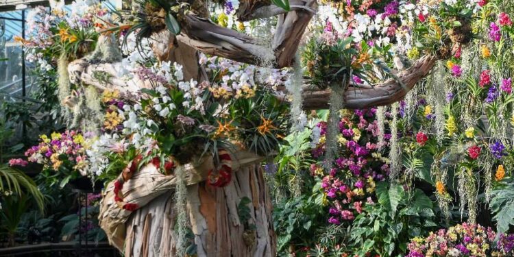 ÉVÉNEMENT – Ouverture du Festival des orchidées de Kew Gardens consacré à Madagascar ce samedi à Londres