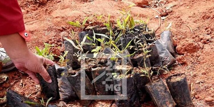 ENVIRONNEMENT – Plus de 19 000 ha de terrain reboisé depuis le 26 Janvier