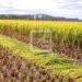 Le Fofifa évoque un renforcement de mesures afin de protéger le patrimoine génétique du riz malgache face à la propagation des maladies bactériennes