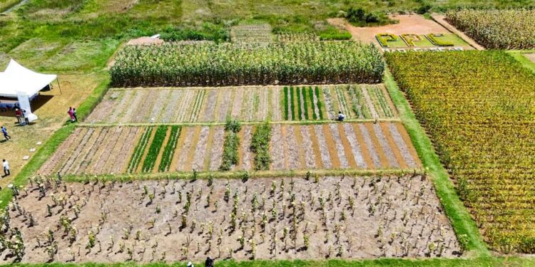 AGRICULTURE – Près de 2 700 ménages précaires formés à la technique de production de subsistance Pfumvudza