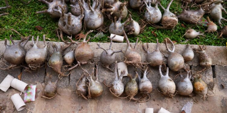 ENVIRONNEMENT – Six individus dont un ressortissant chinois arrêtés pour suspicion de trafic de “jabihy”