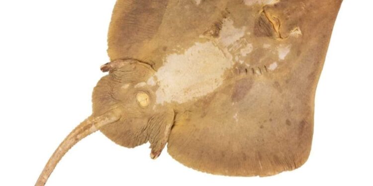 BIODIVERSITE – Découverte d’une nouvelle espèce de raie, le Leucoraja longirostris, à Madagascar