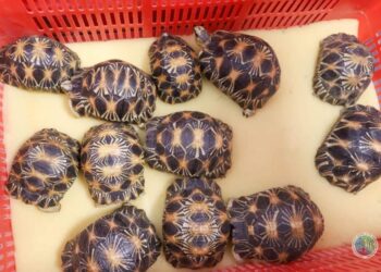 BIODIVERSITE – Des tortues saisies à l&rsquo;étranger mortes avant leur rapatriement à Madagascar, selon le ministère de l&rsquo;Environnement