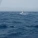 EXCURSION – Un safari dans les eaux de Sainte-Marie avec les baleines à bosse en guest stars