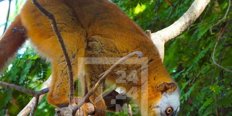 TERMINOLOGIE – Le professeur Jonah Ratsimbazafy dénonce la traduction malgache de la variole du singe en “nendran’ny gidro”