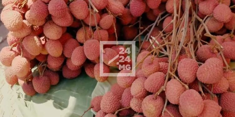 COMMERCE – La région Atsinanana invite les acteurs de la filière litchi à se préparer bien en amont du début de la campagne