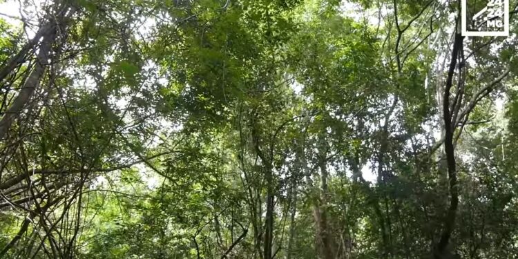 ENVIRONNEMENT – 522 millions de dollars de financement climatique pour Madagascar en 2023