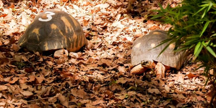 PARC BOTANIQUE – Douze individus soupçonnés d&rsquo;implication dans la disparition des tortues de Tsimbazaza placés en détention préventive