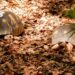 PARC ZOOLOGIQUE – Mobilisation de chiens-renifleurs pour traquer les “voleurs” de tortues de Tsimbazaza