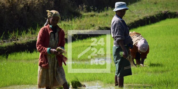 PROGRAMME POLITIQUE – L’autosuffisance en riz et son exportation d’ici un an et demi parmi les grands défis du second mandat d’Andry Rajoelina