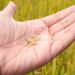 PROJET DE LOI DE FINANCES – Une prévision de 573 milliards ariary d’investissement pour l’achat de semences de riz hybride