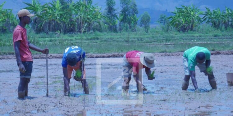 AGRICULTURE – La campagne agricole menacée par le manque de pluie dans l’Alaotra