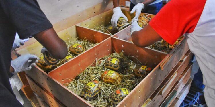 BIODIVERSITE – Plus de 150 tortues sur les 1 076 tortues saisies en Thaïlande meurent en captivité