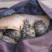 La gendarmerie annonce l&rsquo;interpellation d’un élu et de ses collaborateurs soupçonnés de transport de tortues