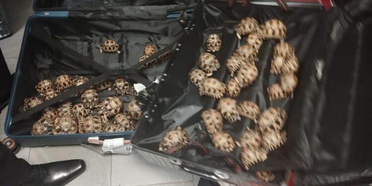 TRAFIC – Trois ressortissants étrangers interpellés pour tentative d&rsquo;exportation illicite de tortues