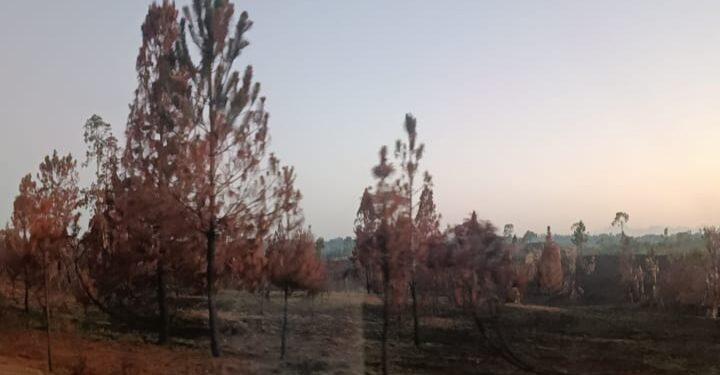 ENVIRONNEMENT – Le président de la Conférence des évêques catholiques appelle à des solutions face à l’ampleur des feux de brousse et des feux de forêt