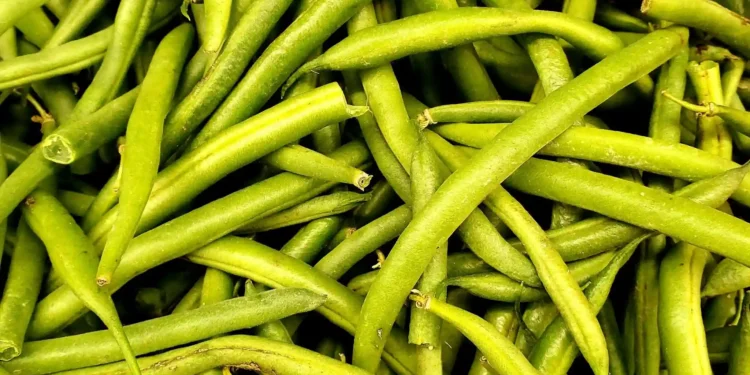 CHIFFRE DU JOUR : 300 millions de dollars, le chiffre d’affaires du secteur biologique