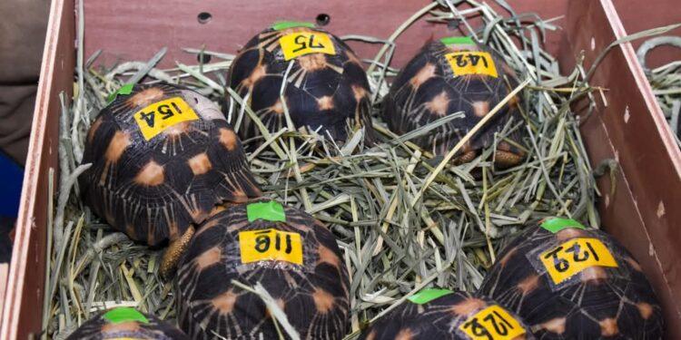 JUSTICE – Dix ans de prison et plus de 87 milliards d’amende pour les individus jugés coupables du trafic des lémuriens saisis en Thaïlande 