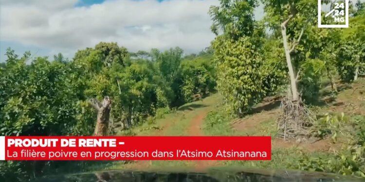PRODUIT DE RENTE – La filière poivre en progression dans l’Atsimo Atsinanana
