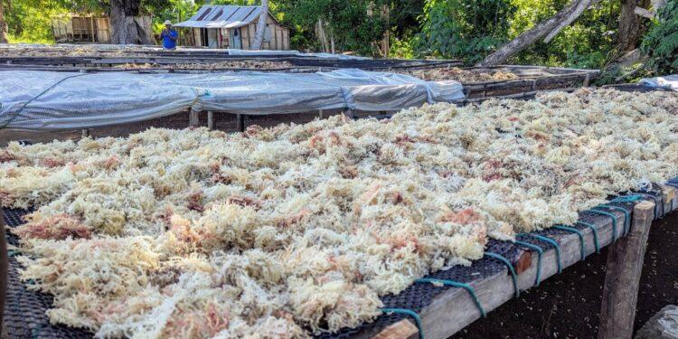 ECONOMIE BLEUE – Madagascar dans le top 10 mondial des producteurs d’algues en 2022, selon le Cnuced