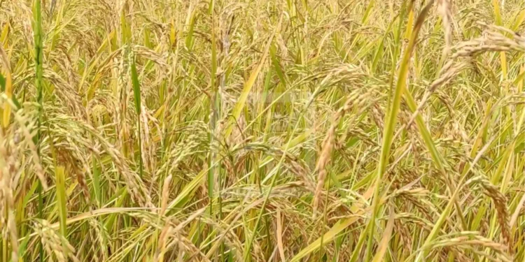 RIZICULTURE – Un rendement moyen de plus de 5 tonnes à l’hectare pour Papriz à sa troisième phase